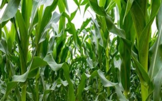 原玉甜819玉米種簡介，基肥應(yīng)每畝施45千克