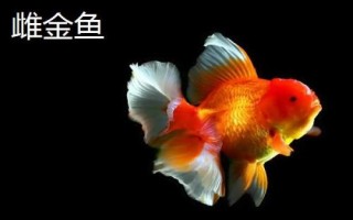 雌雄金魚(yú)如何區(qū)分，雄魚(yú)瘦長(zhǎng)、雌魚(yú)短圓