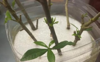 梔子花的繁殖方法，可扦插、壓條、播種或者水插生根