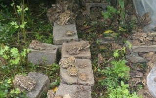 養(yǎng)蟾蜍需要辦理哪些手續(xù)，先申請(qǐng)辦理《野生動(dòng)物馴養(yǎng)繁殖許可證》