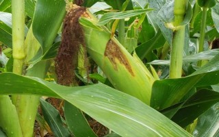 哈豐4號玉米種子特點，在適應區(qū)5月中旬播種