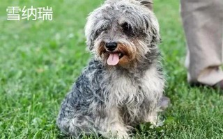 有哪些短毛大型犬，包括大丹犬、杜賓犬、羅威納犬等品種