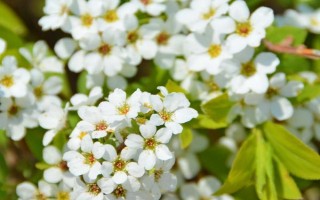 繡線菊的品種介紹，常見的有金山繡線菊、日本繡線菊等