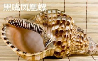 鳳凰螺的產(chǎn)地，主要分布在日本奄美島以南等地方