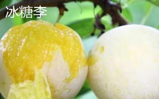 綠色的李子品種，常見的有蜂糖李、脫骨李等