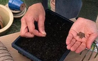 馬鞭草如何種植，播種時間為4月下旬-5月上旬