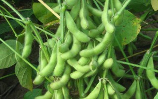 山寧21大豆種子特征特性，適宜播期為6月10～20日