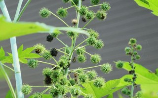 種100畝蓖麻能賺多少，收益為20-50萬不等