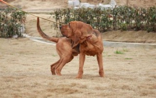 有哪些短毛大型犬，包括大丹犬、杜賓犬、羅威納犬等品種
