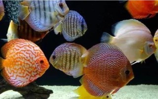 七彩神仙魚小魚的養(yǎng)殖方法，剛出生的前幾天不需要喂食