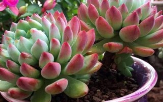 藍蘋果多肉怎么養(yǎng)殖，生長期間每隔10-15天澆一次水