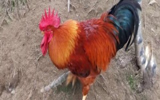 小公雞的市場(chǎng)價(jià)格，不同地區(qū)的售價(jià)有所差異
