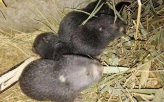 竹鼠的養(yǎng)殖條件，喜在安靜、陰暗、清潔的環(huán)境
