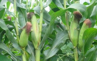 優(yōu)旗199玉米種子介紹，中抗彎孢菌葉斑?。?-5級）