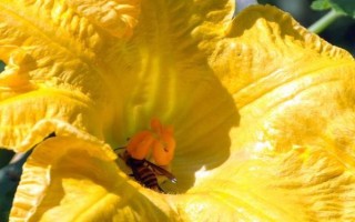 被牛角蜂蟄了會(huì)死嗎，嚴(yán)重時(shí)可能會(huì)有生命危險(xiǎn)