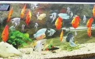 魚一整晚缺氧是否會死亡，持續(xù)缺氧會浮頭翻身直至死亡