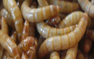如何防治黃粉蟲，可刮樹(shù)皮或使用藥劑