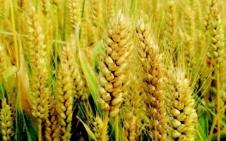 農(nóng)豐111小麥種子特征特性，每畝適宜基本苗16～18萬