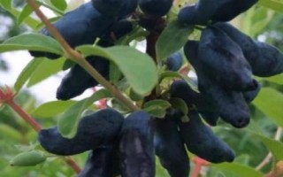 藍靛果的價格，通常每斤在45-50元