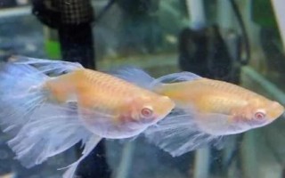孔雀魚趴在缸底不動(dòng)的原因及解決辦法，水溫、環(huán)境或者疾病都有可能
