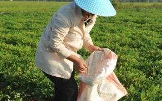 花生下針多用什么藥物，烯效唑、縮節(jié)胺、蕓苔素內(nèi)酯是適宜選擇