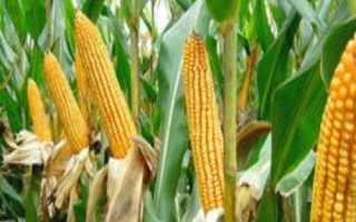 東農(nóng)276玉米品種的特性，種植密度不宜過大