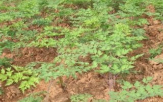 種植當(dāng)歸的條件，種植地的海拔需超過2000米