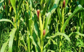 恩單108玉米種子簡(jiǎn)介，二高山地區(qū)4月上旬播種