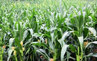 金梁199玉米種子介紹，4月下旬至5月上旬播種