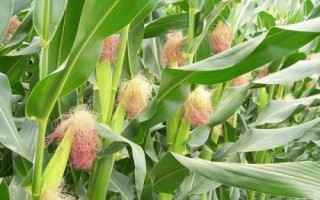 吉新112玉米種子介紹，密度4500株/畝