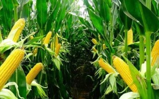 甘農(nóng)211玉米種子簡(jiǎn)介，種植密度每畝5000株