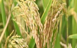 唐兩優(yōu)280水稻品種的特性，秧田畝播種量8～10千克