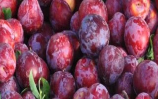 優(yōu)質(zhì)的李子品種，常見的有愛琴李、安哥諾、黑寶石李等