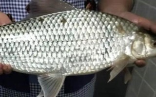 土鯪魚一般在哪個(gè)水層活動(dòng)，一般都在水體底層活動(dòng)