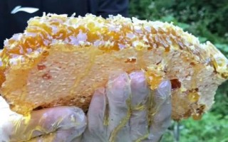 假蜂巢蜜怎么鑒別，一般只有糖漿味且形狀比較規(guī)則