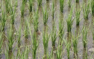 富兩優(yōu)508水稻種子特征特性，一般在4月下旬至5月上旬播種