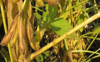 黑農(nóng)102大豆品種簡介，低肥力地塊18000株