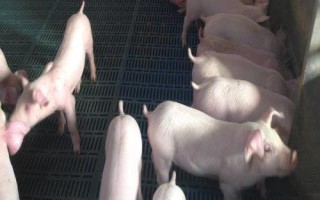 怎么挑選豬苗，這12點須掌握