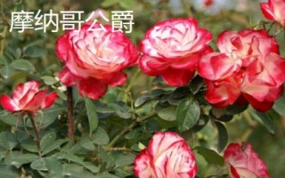 花開的多又抗病的月季品種有哪些，黃從容和夢(mèng)光環(huán)選的較多