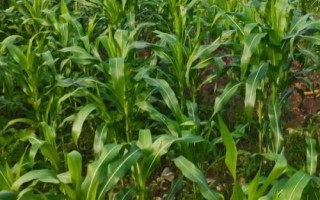 銘青3588玉米品種簡(jiǎn)介，注意防治灰斑病