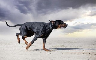 有哪些短毛大型犬，包括大丹犬、杜賓犬、羅威納犬等品種