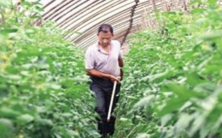 黃瓜上面的蚜蟲怎么防治，可用啶蟲脒等藥物兌水噴霧