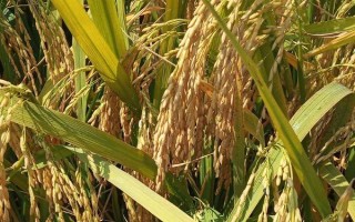 文糯1號(hào)水稻種子簡(jiǎn)介，全生育期153天