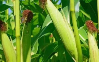浙糯玉4號(原名:浙甜糯6681)玉米種子特點(diǎn)，中抗莖腐病