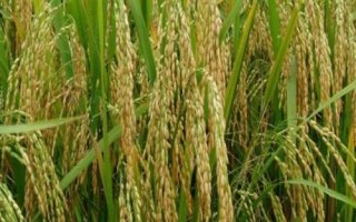 萬太優(yōu)588水稻種子特點(diǎn)，每畝有效穗數(shù)15.5萬穗