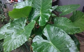 滴水觀音的施肥方式，在生長期施氮磷鉀復(fù)合肥最為合適
