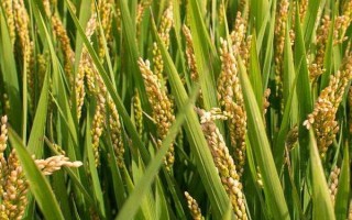 桂育9號水稻種子特點(diǎn)，畝播種量15公斤左右