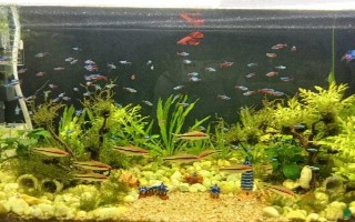 七彩神仙魚小魚的養(yǎng)殖方法，剛出生的前幾天不需要喂食