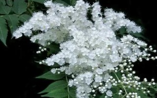 珍珠梅葉片干枯怎么辦，可采取剪葉、澆水等措施