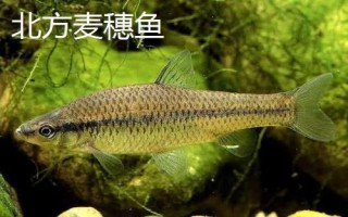麥穗魚的種類，部分品種已被列入保護名錄
